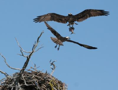 Osprey