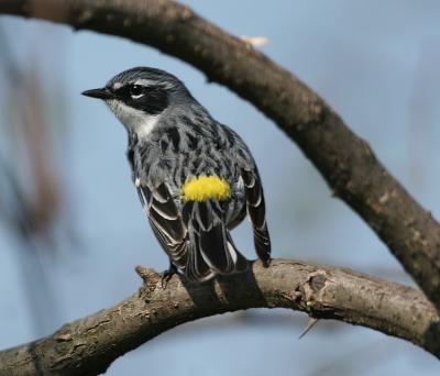 Yellow-rumped Warbler