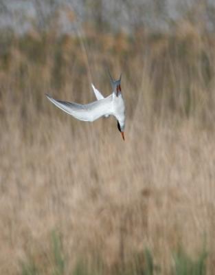 Forster's Tern 