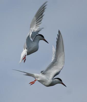 Forster's Tern (2 pics)