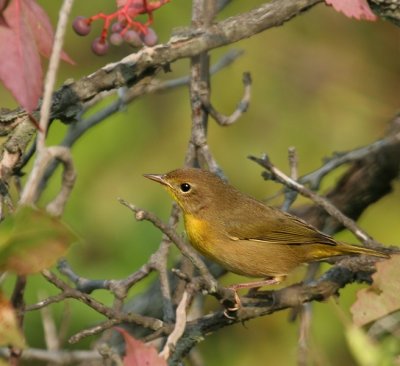 Common Yellowthroat