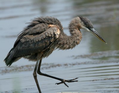 Great Blue Heron