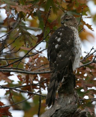 Cooper's Hawk - Juve.
