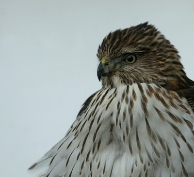 Cooper's Hawk - Juve.