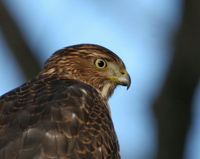 Juvenile Cooper's