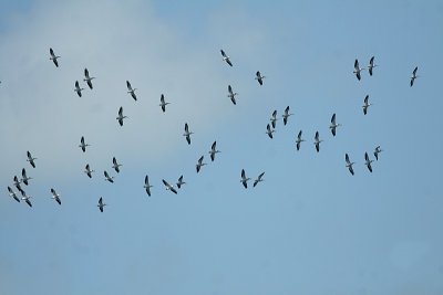 White Pelican (Florida)