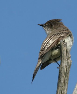 Eastern Phoebe