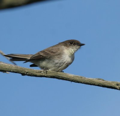 Eastern Phoebe