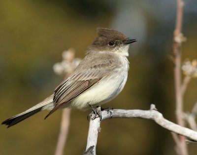 Eastern Phoebe