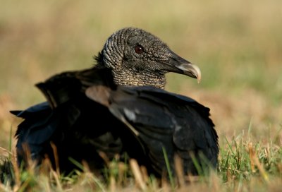 Black Vulture (FL)