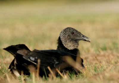 Black Vulture (FL)