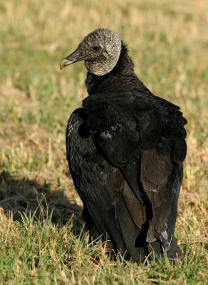 Black Vulture (FL)