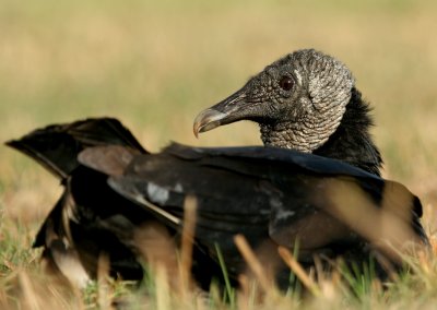 Black Vulture (FL)