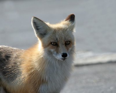 Fox