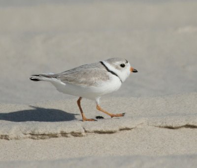 IMG_4224_2.jpg