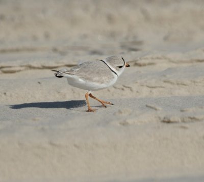 IMG_4229_2.jpg