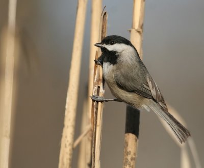 Black-capped Chickadee