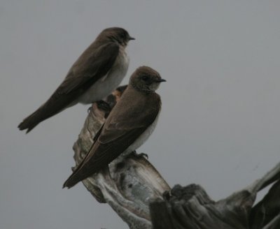 Northern Rough-winged Swallow