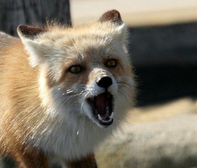 Fox