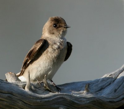 Northern Rough-winged Swallow