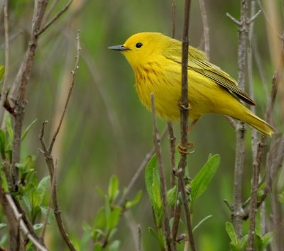 Yellow Warbler