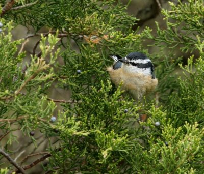 Red-breatsed Nuthatch