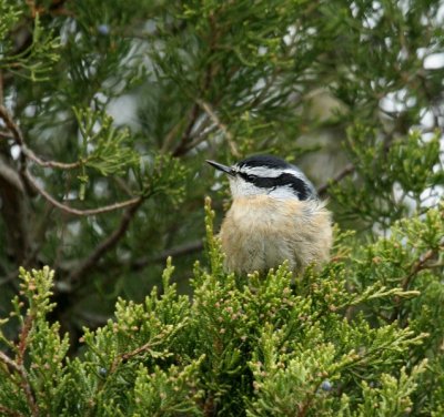 Red-breatsed Nuthatch