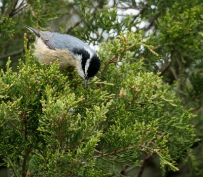 Red-breatsed Nuthatch