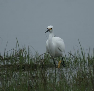 Snowy Egret