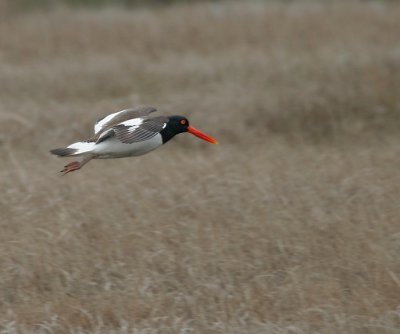 Oystercatcher