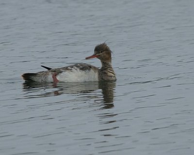 Red-breasted Marganser