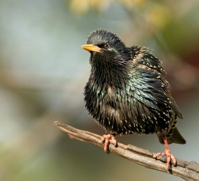 Starling