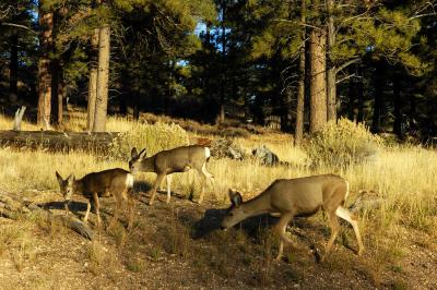 Mule Deers