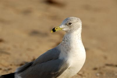 Sea Gull