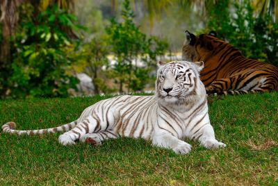 White Bengel Tiger