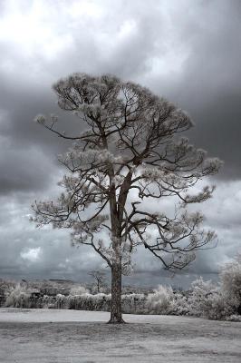 Infrared Pine