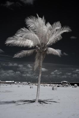 Beach Palm