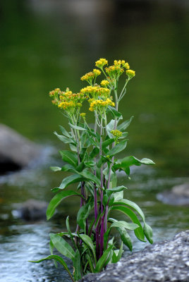 Snake River Wildflowers
