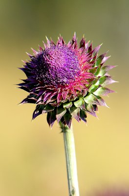 Thistle Wildflower Close-Up