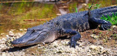 Sunning Gator