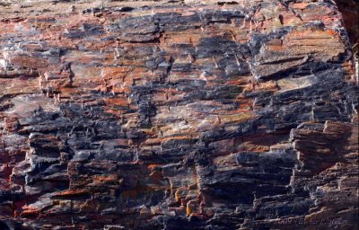 Petrified Forest Wood