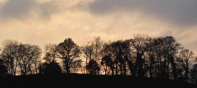 trees after Sundown (2)
