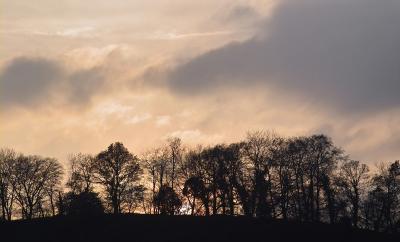trees after Sundown (1)