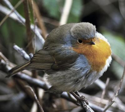 Robin Redbreast