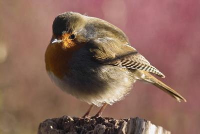 Robin Redbreast