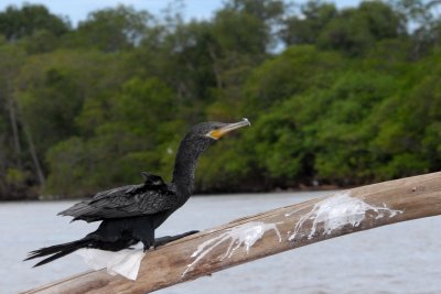Cormoran vigua