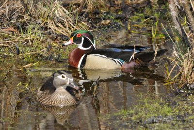 Canard branchu, mle et femelle