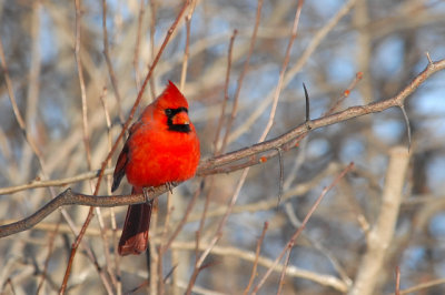 Cardinal rouge, mle