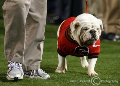 Bulldogs interim mascot Russ walks along the sidelines after taking over for Uga VII who passed away earlier in the month