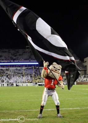 Georgia Bulldogs mascot Hairy Dawg flies the flag of the Bulldogs nation after their victory over seventh ranked Georgia Tech